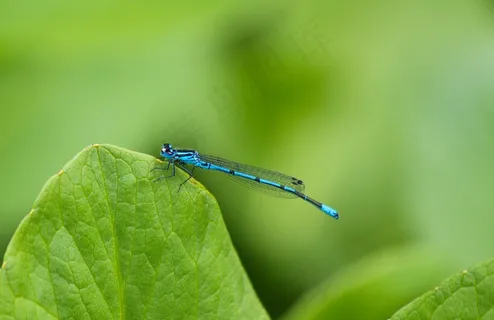 蜻蜓,蓝色,关闭,昆虫,水域,闺女 蜻蜓,蓝色,关闭,昆虫,水域,闺女