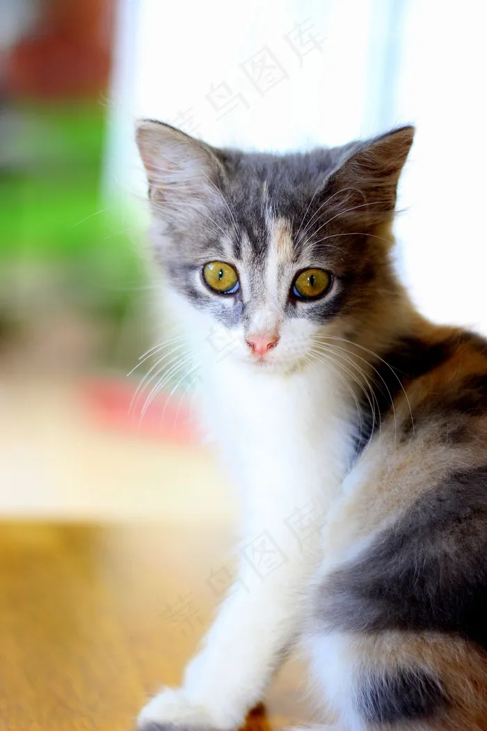 家猫，猫，宠物，宠物猫，家猫，动物