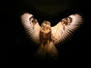 猫头鹰，翅膀，羽毛，飞行