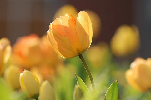 郁金香,黄色,明亮,春天,花的,开花,自然 郁金香,黄色,明亮,春天,花的,开花,自然