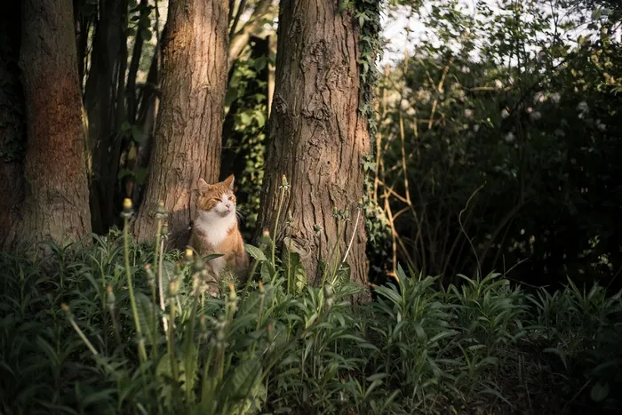 猫，树木，大自然