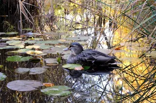 鸭，池塘，绿头鸭，性质，秋季，镜像