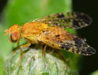 昆虫，双翅类，肾炎，Bardanae