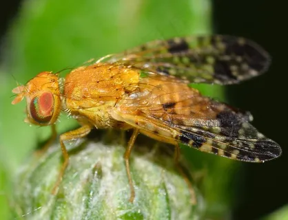 昆虫,双翅类,肾炎,Bardanae 昆虫,双翅类,肾炎,Bardanae