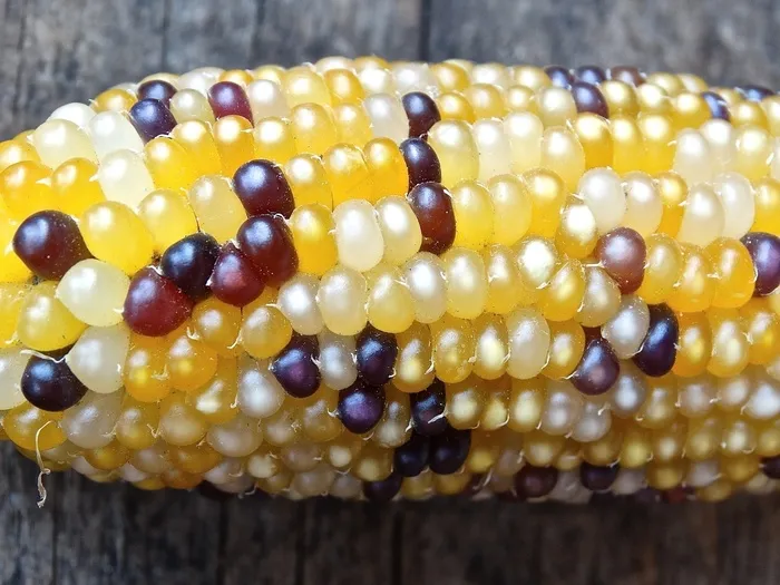 观赏玉米，玉米，黄色，玉米棒，谷物