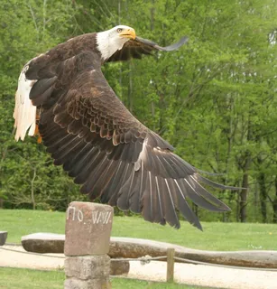 阿德勒，猛禽，鸟，猛禽，动物，关闭