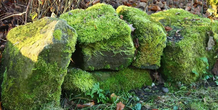 石头，墙，绿色，污垢，性质，石头墙，苔