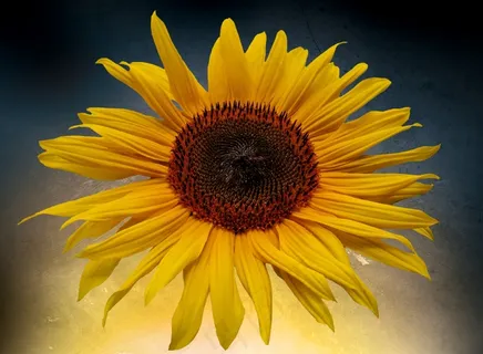 夏天,太阳,太阳花,开花,关闭,盛开 夏天,太阳,太阳花,开花,关闭,盛开