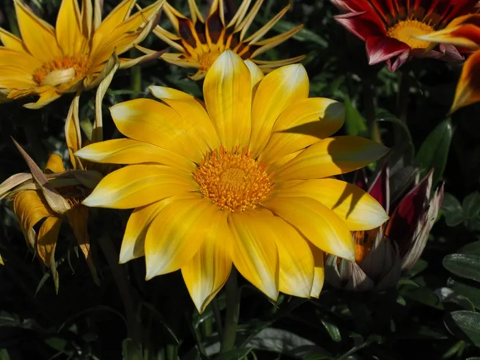 加赞尼，开花，花，黄色，杂色菊