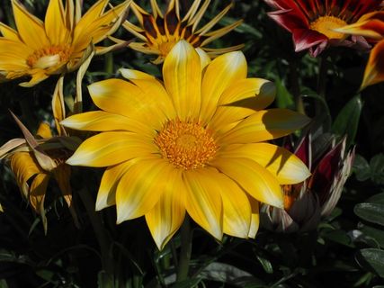 加赞尼，开花，花，黄色，杂色菊