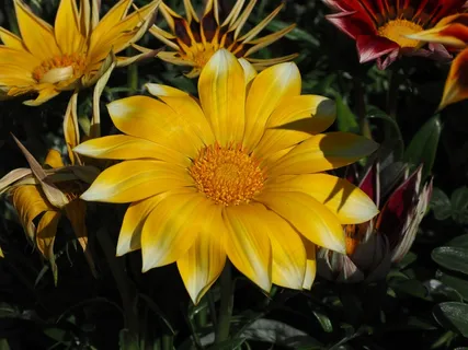 加赞尼,开花,花,黄色,杂色菊 加赞尼,开花,花,黄色,杂色菊