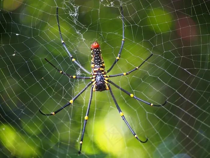 蜘蛛，蜘蛛网，狩猎，Nephila Pilipes