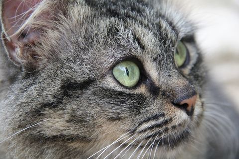 猫，小猫，加塔猫，猫的，宠物，动物，猫脸，灰色