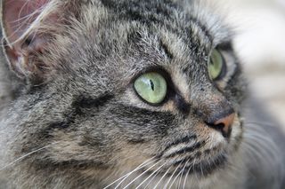 猫，小猫，加塔猫，猫的，宠物，动物，猫脸，灰色