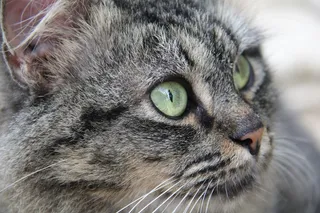 猫，小猫，加塔猫，猫的，宠物，动物，猫脸，灰色