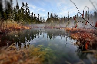风景，沼泽，自然，水，树木，天空，魁北克