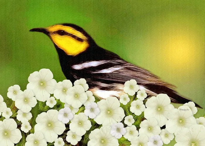 莺，鸟，自然，绘画，鲜花，野生动物