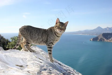 猫,猫的,卡尔佩,阿利坎特,西班牙 猫,猫的,卡尔佩,阿利坎特,西班牙