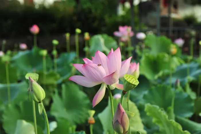 粉红莲花，豆荚，莲花种子，莲花，优雅