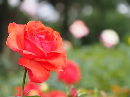 玫瑰,花园,植物,鲜花,红色,花瓣 玫瑰,花园,植物,鲜花,红色,花瓣