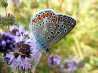 蝴蝶，蓝色，花，绿色，自然，草，昆虫