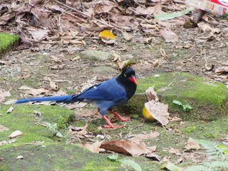 长尾山母，蓝喜p