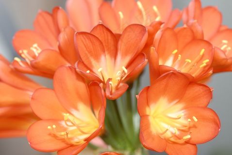 红色的花朵，在初夏，植物，春天，夏天