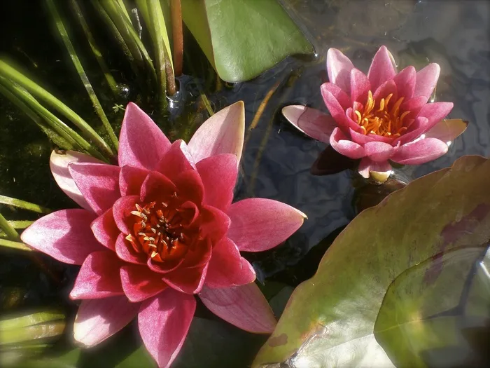 莲花，莲花，莲花，水花