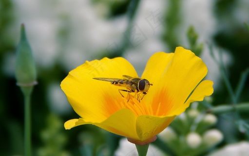 开花，悬停飞，昆虫，花，盛开，春天