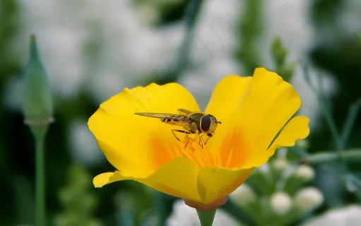 开花,悬停飞,昆虫,花,盛开,春天 开花,悬停飞,昆虫,花,盛开,春天