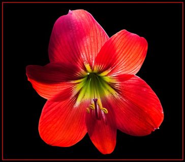 开花,花,红色 开花,花,红色