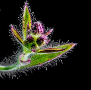 小花，野花，开花，布鲁姆