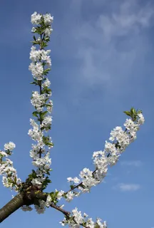 樱花，科，天空，白，蓝色，自然