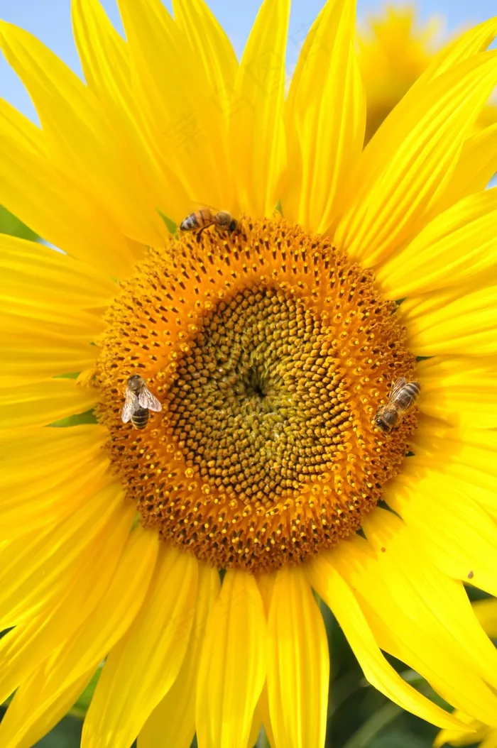 太阳花，蜜蜂，自然，黄色，植物，花