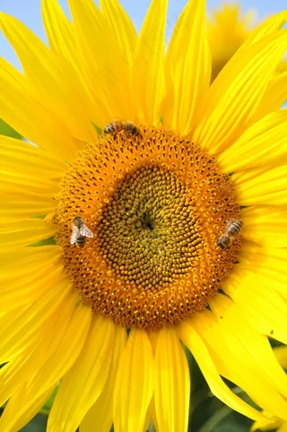 太阳花，蜜蜂，自然，黄色，植物，花