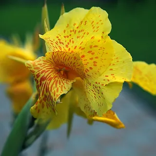卡纳,卡纳分花,黄色长袍,开花 卡纳,卡纳分花,黄色长袍,开花