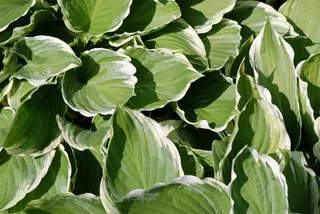 叶子，植物，大，绿色，叶子，性质，背景