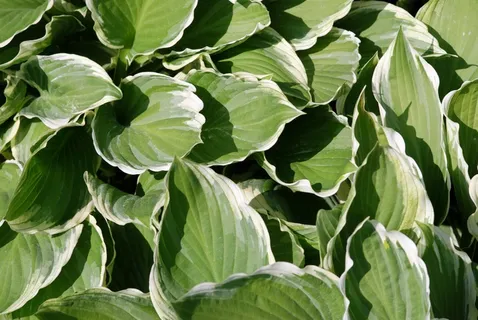 叶子,植物,大,绿色,叶子,性质,背景 叶子,植物,大,绿色,叶子,性质,背景