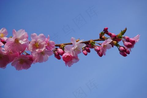 日本樱花树，花，粉红色，路