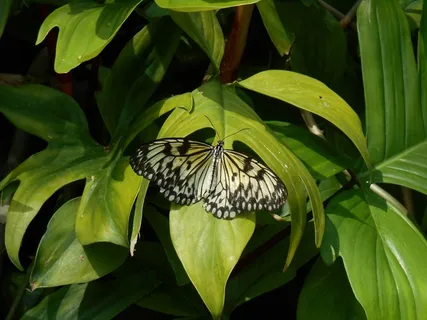 蝴蝶,自然,绿色,花的,昆虫,翼,叶 蝴蝶,自然,绿色,花的,昆虫,翼,叶