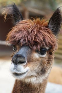 羊驼毛，安第斯山脉，羊毛，蓬松，Paarhufer