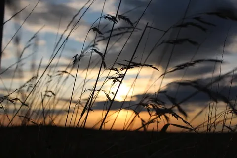 太阳,草,自然,天空,草,日落,景观 太阳,草,自然,天空,草,日落,景观