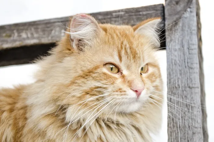 猫，小猫，猫的，基蒂，毛茸茸，寻找，宠物，动物