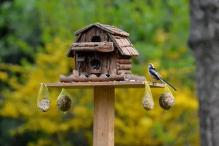 鸟，鸟舍，食物，鸟种子，胖球，喂食的地方