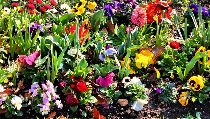 花园，多彩，植物群，性质，春天，粉红色，植物