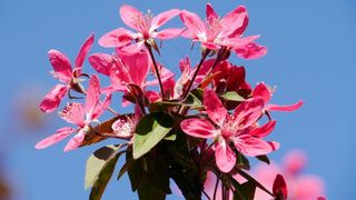 春天，春天的花朵，阳光