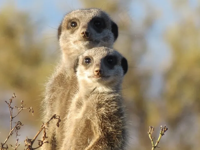 猫鼬，动物，野生，野生动物，哺乳动物，Suricate