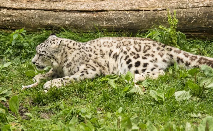 Amurin Leopardi，豹猫