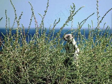 阿特拉斯牛角包，纳格，可爱，毛茸茸，动物，毛皮