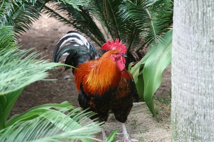 鸡，新，自然
